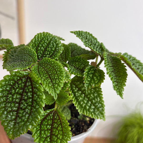 Pilea Involucrata Moon Valley 105mm