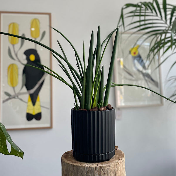 Cylinder Snake Plant in Medium Athens Pot Black
