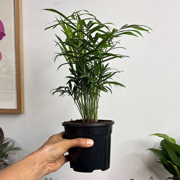 Chamaedorea Elegans Parlour Palm 120mm