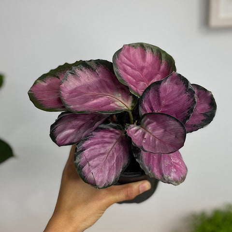 Calathea Roseopicta Rosey 130mm