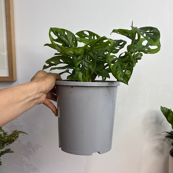 Monstera Monkey Mask 170mm