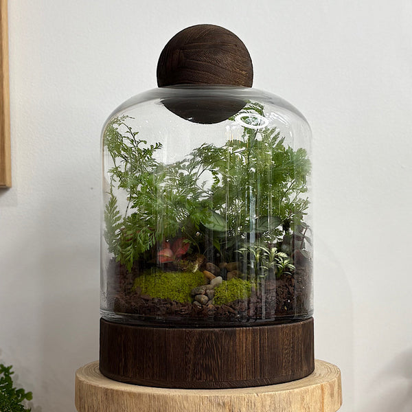 Large Helga Terrarium with Lush Forrest with Timber Base and Ball #2509