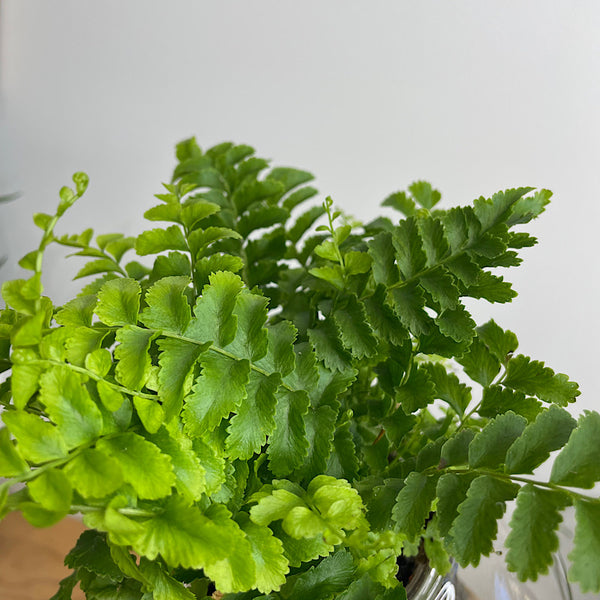 Boston Fern in Tilt Self Watering Glass Pot