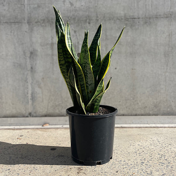 Sansevieria Trifasciata Superba Snake Plant 200mm