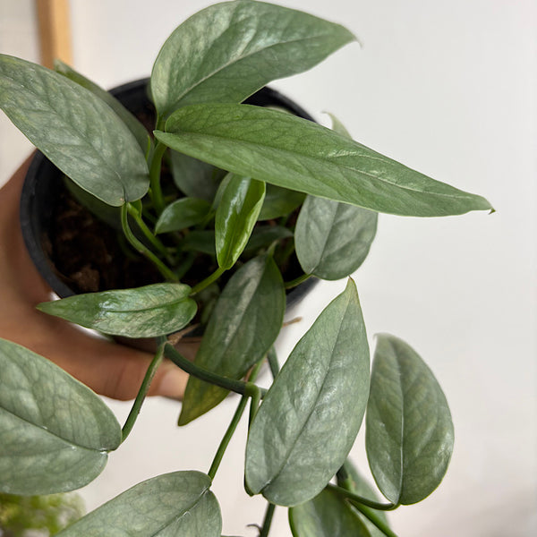 Epipremnum Cebu Blue 130mm