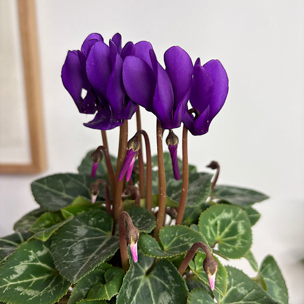 Cyclamen Deep Purple in Medium Self Watering Glass Pot