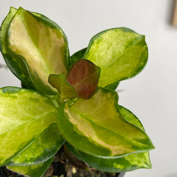 Hoya Australis Lisa Variegated 100mm