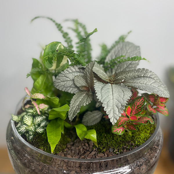 Large Teardrop Dome Terrarium #0423