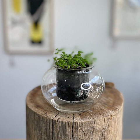 Babys Tears in Small Self Watering Glass Pot