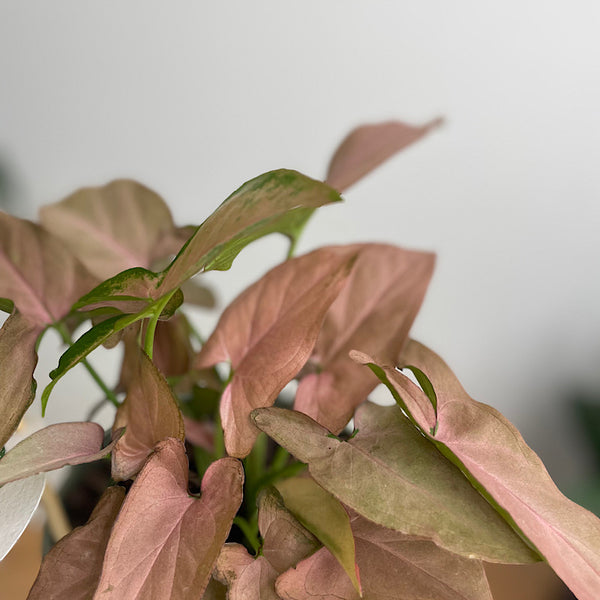 Syngonium Pink Heart in Small Oslo Pot Eucalypt