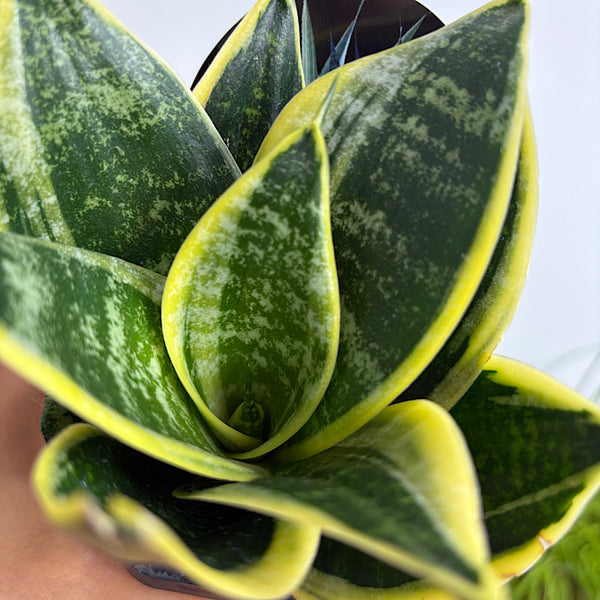 Sansevieria Trifasciata Snake Plant 70mm