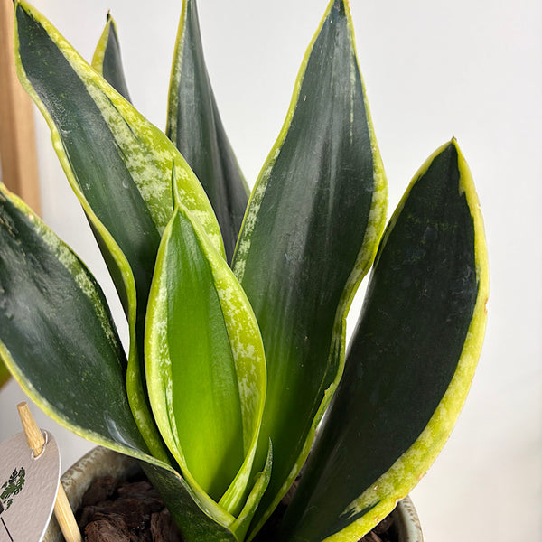 Sansevieria Snake Plant in Small Pollock Pot Limestone