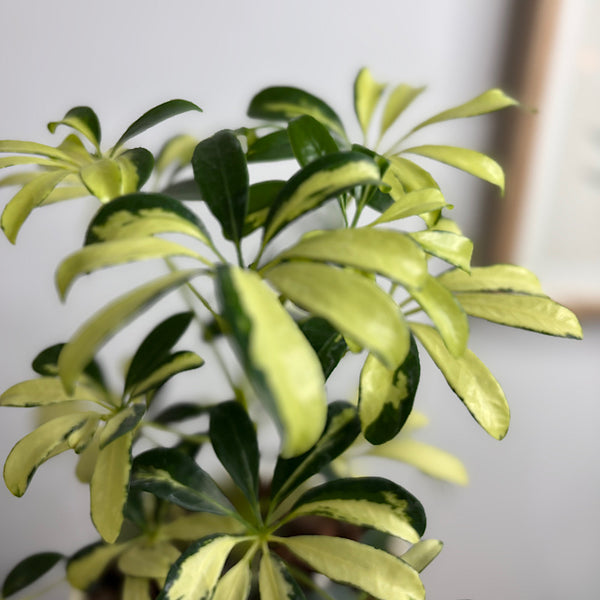 Variegated Umbrella Tree in Gerti Pot White Speckle