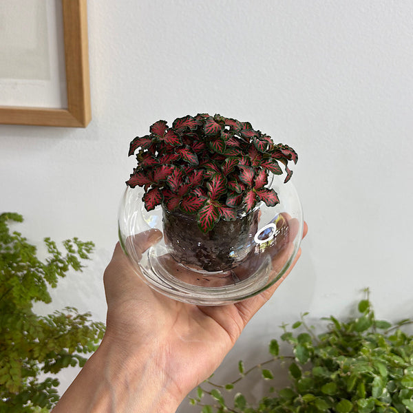 Fittonia Red in Small Self Watering Glass Pot
