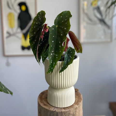 Begonia Maculata in Palina Pedestal Pot