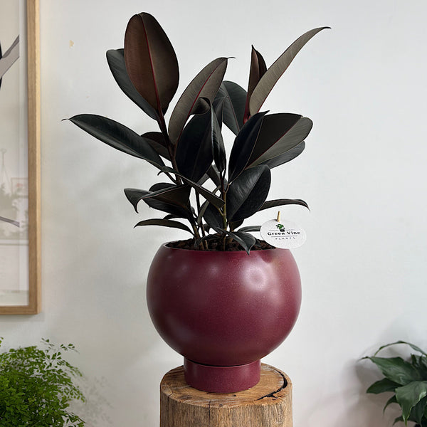 Burgundy Ficus in Large Orbit Ruby