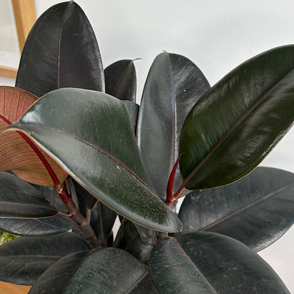 Burgundy Ficus in Large Orbit Ruby
