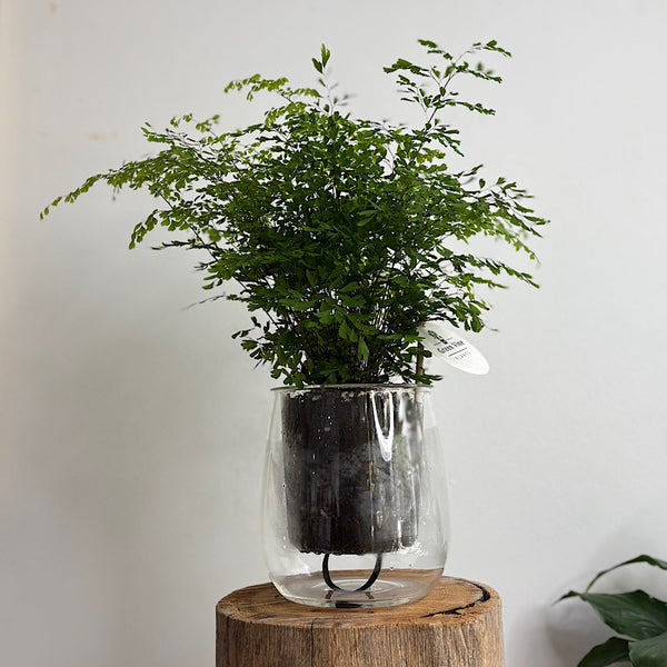 Maidenhair Fern in Large Self Watering Glass Pot