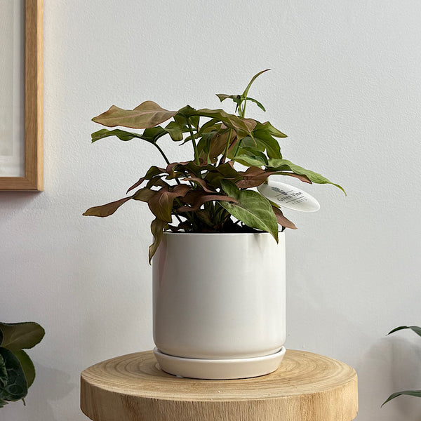 Syngonium Pink Beauty in Small Oslo Pot White