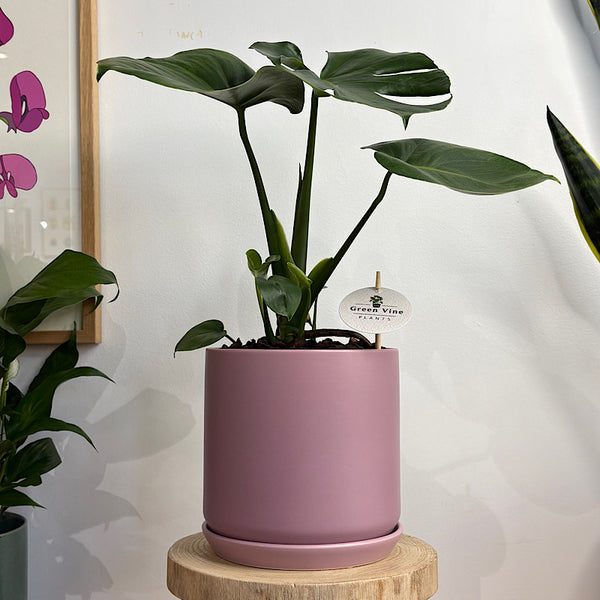 Monstera Deliciosa in Large Oslo Pot Mallow