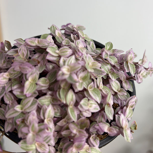 Callisia Repens Pink Panther 100mm