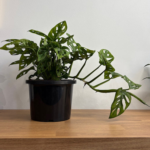 Monstera Adansonii Monkey Mask 190mm