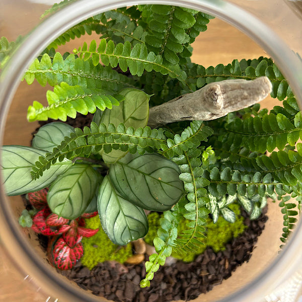 Large Helga Terrarium with Lush Forrest with Timber Base and Ball #0209