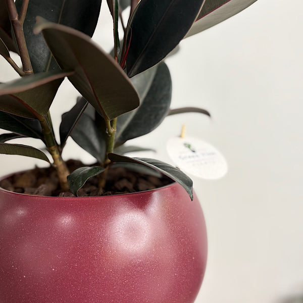 Burgundy Ficus in Large Orbit Ruby