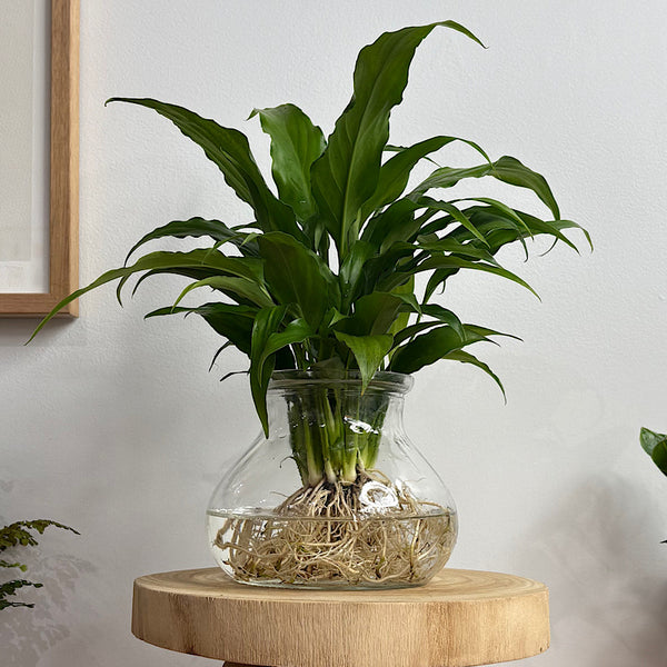 Peace Lily in Posy Squat Vase 15cm