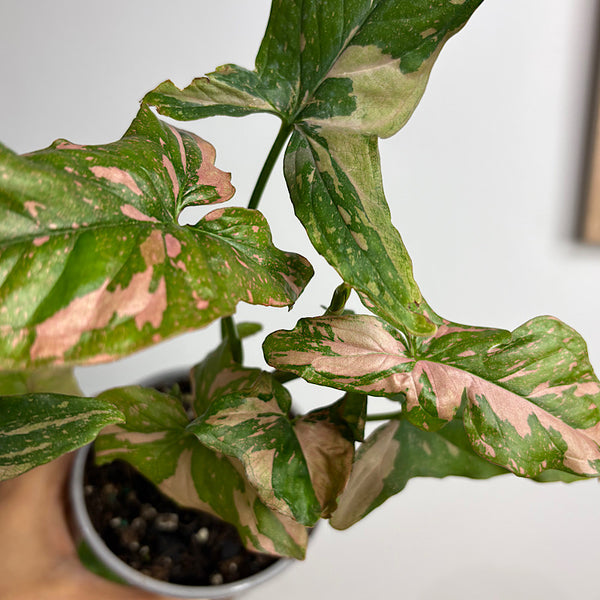 Syngonium Pink Margarita 105mm