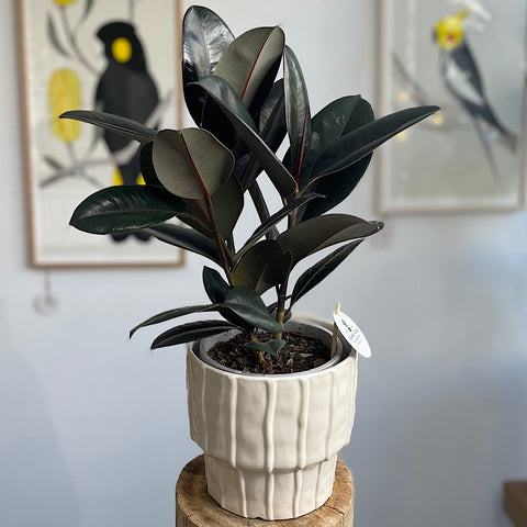 Ficus Burgundy in Large Parker Pot Cream