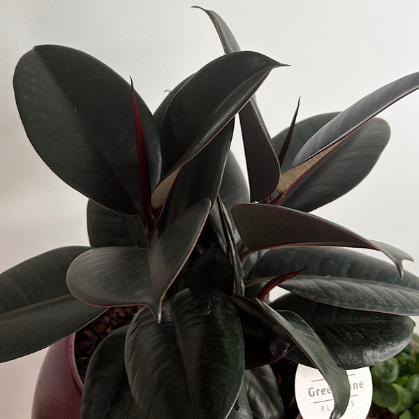 Burgundy Ficus in Large Orbit Ruby