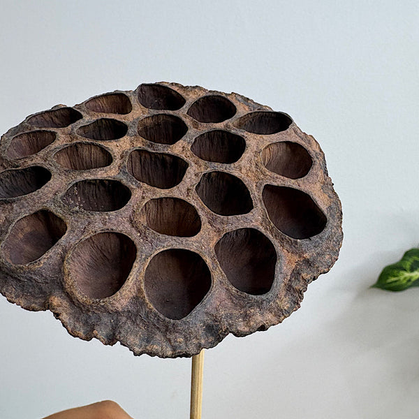 Dried Large Lotus Natural