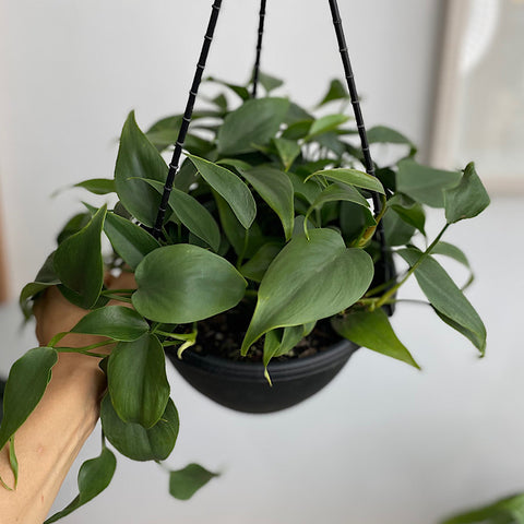 Philodendron Cordatum Heartleaf 200mm Hanging