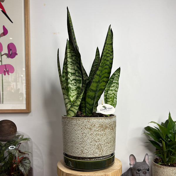 Robusta Snake Plant in Large Pollock pot Limestone