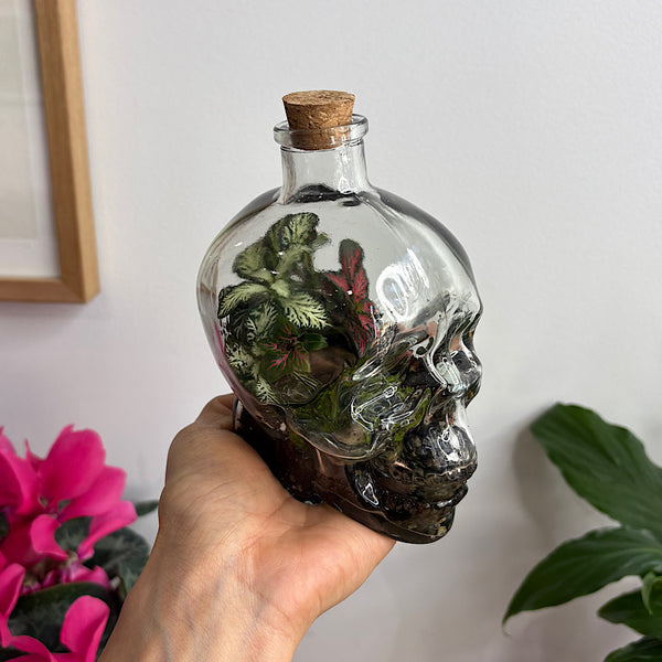 Fittonia, Ficus and Moss Small Skull Bottle Terrarium