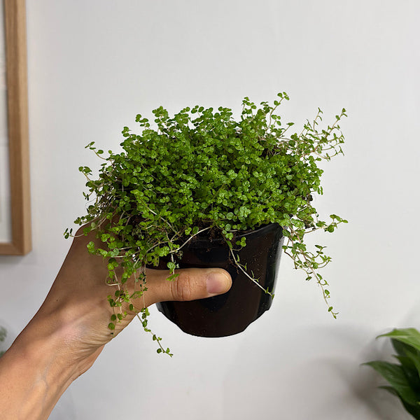 Soleirolia Soleirolii Baby Tears 120mm