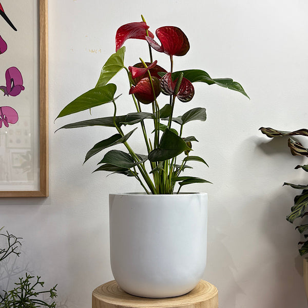 Anthurium Flamingo Flower Red in Winter Egg Pot White