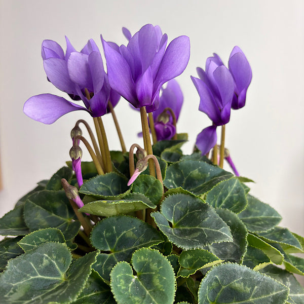 Cyclamen Blue Dragon in Jesse Pot Sky
