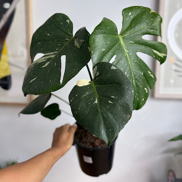 Monstera Thai Constellation Variegated 150mm