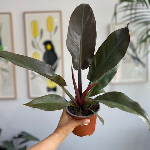 Philodendron Imperial Orange Mutant 130mm