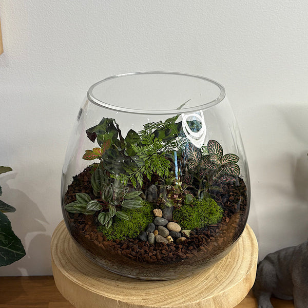 Lush Teardrop Medium Terrarium #0506