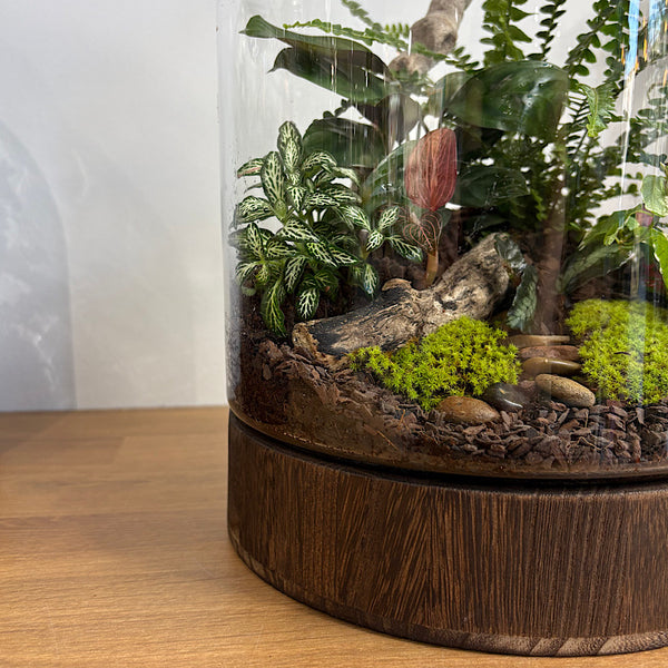 X-Large Helga Terrarium with Lush Forrest with Timber Base and Ball #0209