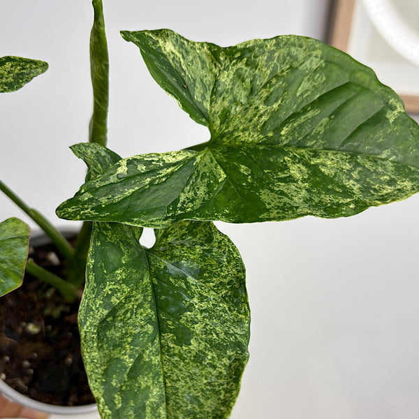Syngonium Mojito 105mm