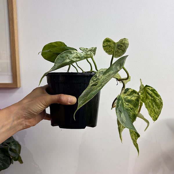 Philodendron Cordatum Variegated Heart Leaf 130mm