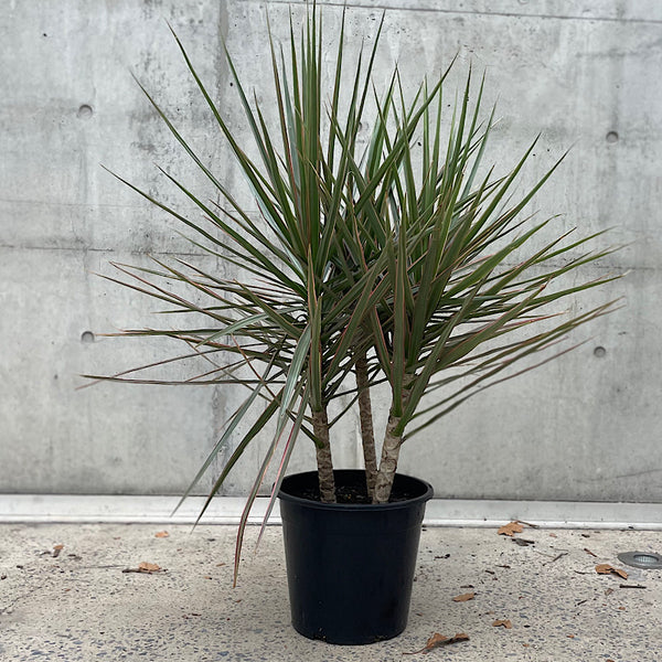 Dracaena Marginata Mix Dragon Tree 250mm