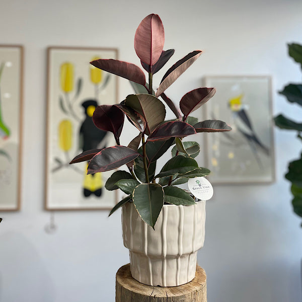 Ficus Ruby in Large Parker Pot Cream