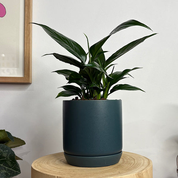 Peace Lily in Small Oslo Pot Navy