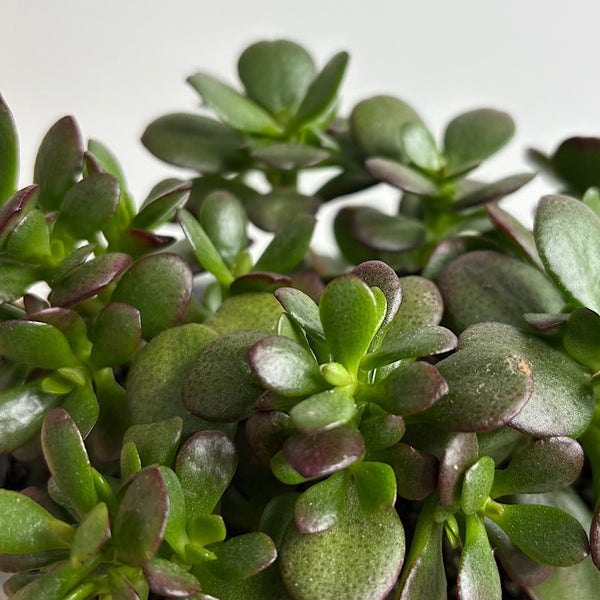 Crassula Ovata Minima Jade Plant 170mm