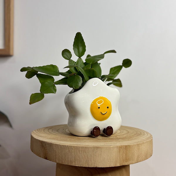 Rhipsalis in Ellie Egg Pot